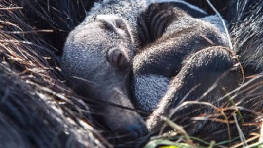 Te presentamos a la primera cría de oso hormiguero del año que nació en el Parque Iberá