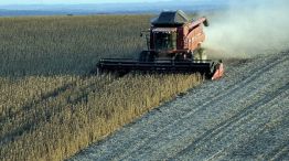 Prórroga excepcional para exportaciones de trigo: cuál es su impacto en el campo