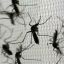 Argentina's government rules out free dengue vaccine despite record deaths