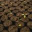 Argentina pushes to get out of farming time warp with better GMO seeds
