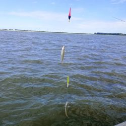 Tras las fiestas, los pescadores volvieron masivamente a copar los pesqueros de todo el país.
