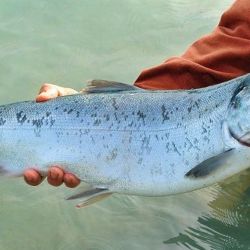 El salmón Chinook es del Océano Pacífico Norte, pero fue introducido principalmente después de 1980 en Patagonia y se transformó en una especie invasora. 