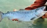 Ingresó un proyecto de ley para declarar al Salmón Chinook como especie exótica invasora
