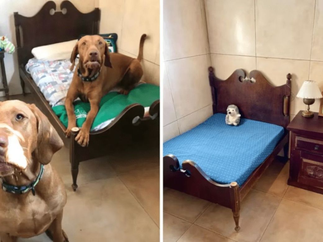 COLONIA ESPECIAL PARA PERROS