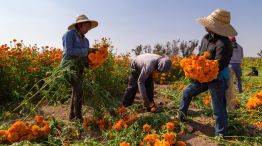Nueva ley de inmigración de Florida criticada por atrapar a trabajadores agrícolas