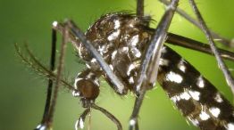 Una aplicación permite detectar zonas donde los mosquitos abundan