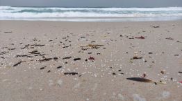 Vertido de pellets en las playas de Galicia 20240108