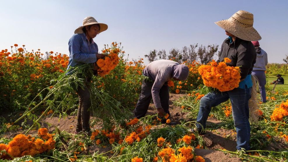 Nueva ley de inmigración de Florida criticada por atrapar a trabajadores agrícolas