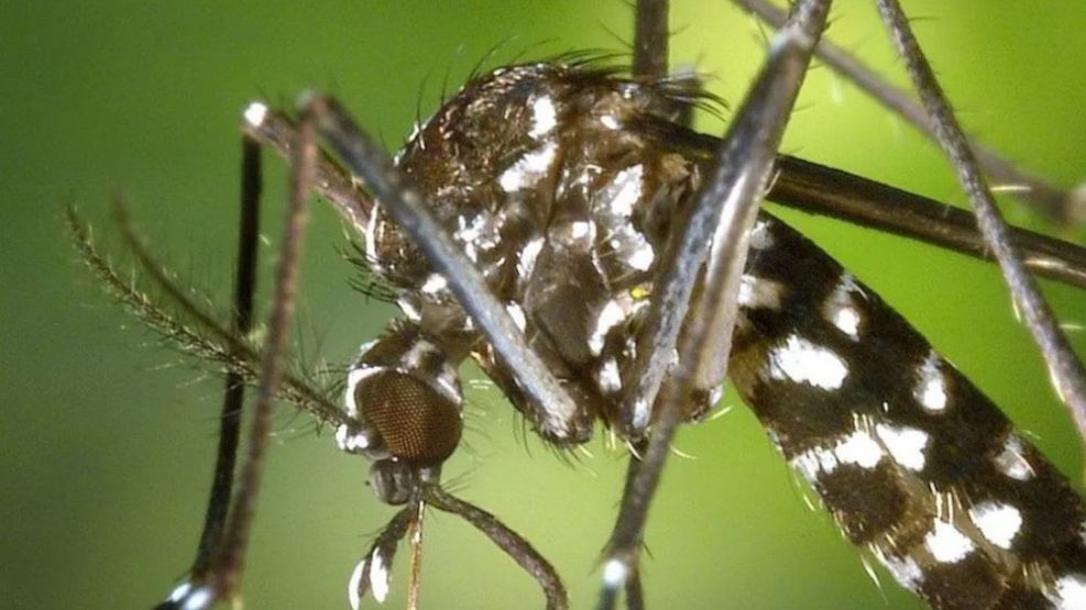 Una aplicación permite detectar zonas donde los mosquitos abundan