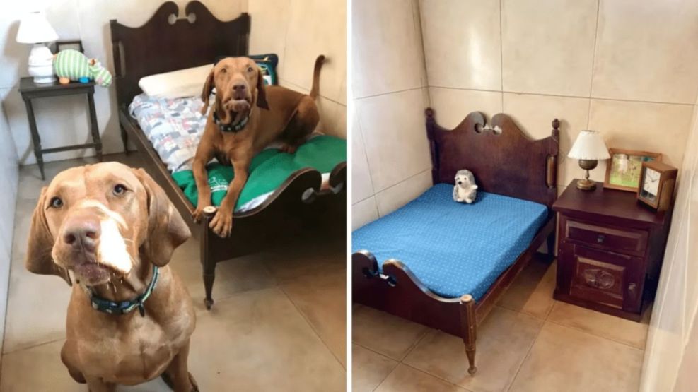 Verano y “colonia” para perros: habitaciones privadas, spa y TV a $ 200.000 por semana