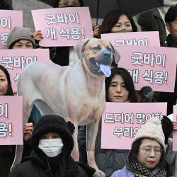 Activistas por los derechos de los animales sostienen carteles que dicen "¡Adiós carne de perro!" para dar la bienvenida a un proyecto de ley que prohíbe el comercio de carne de perro en la Asamblea Nacional en Seúl. Foto de JUNG YEON-JE / AFP  | Foto:AFP