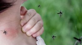 La invasión de mosquitos nos lleva a pensar diferentes maneras para combatirlos. 