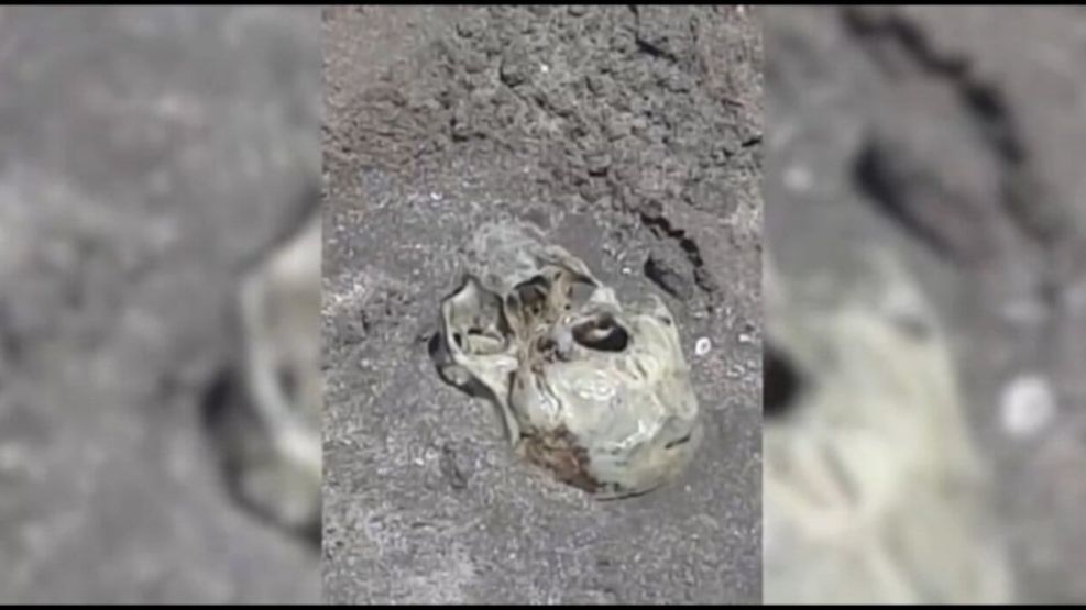 Cráneo en la playa de Mar del Plata 2024