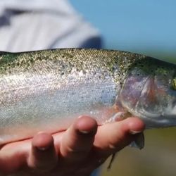 Tras este hito, se continúa negociando la apertura de China para exportar trucha enfriada o fresca.