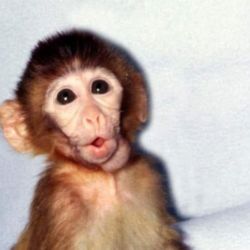 ANDi, el primer primate modificado genéticamente
