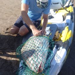 Superó los 28 kilos este ejemplar inolvidable para el pescador de Santa Clara del Mar.
