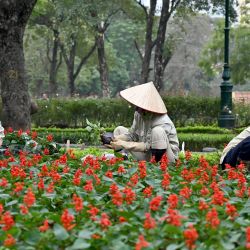 Trabajadores plantan flores en una calle de Hanoi, Vietnam. | Foto:NHAC NGUYEN / AFP