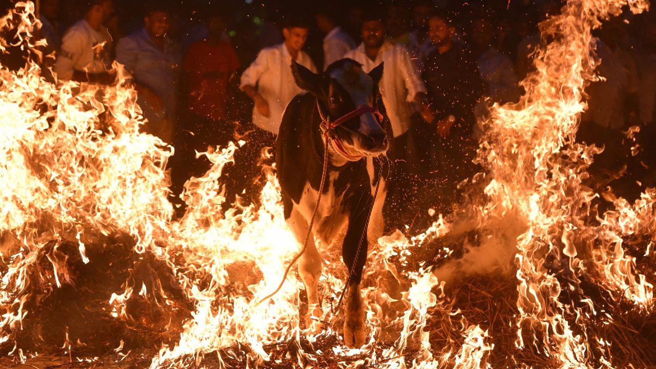 Los hombres conducen una vaca sobre un pajar en llamas como ritual para buscar fortuna y protección para los dueños de ganado con motivo del festival hindú de Makar Sankranti en Bengaluru, India. | Foto:IDREES MOHAMMED / AFP