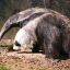 o1-16_El oso hormiguero volvió a Brasil