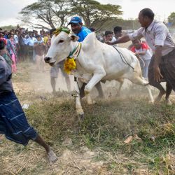 Devotos hindúes de Myanmar intentan controlar un toro durante el festival anual de doma de toros 'Jallikattu' en el municipio de Kyauktan, en las afueras de Yangon. | Foto:Sai Aung Main / AFP