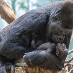 Duni, una gorila de llanura occidental, sostiene a su recién nacido de 16 días mientras descansan en el zoológico de Praga. | Foto:Michal Cizek / AFP