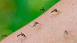 invasion-mosquitos-cordoba