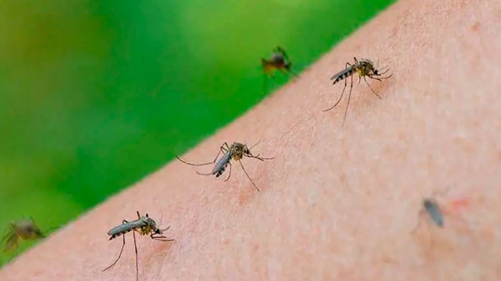 invasion-mosquitos-cordoba