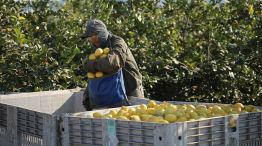 productores de limón