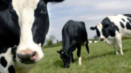 Se faenaron un millón de vacas más en 2023 que en el año anterior