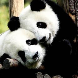 Amor panda: Poliamor y hábitos promiscuos para el amigo adorable de las dibujos animados y los íconos de las redes.