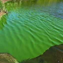 Las bajantes hídricas y las bajas temperaturas favorecen al incremento del número de estos microorganismos presentes en el agua.