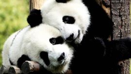 01-22_Se viene la temporada sexual del oso panda