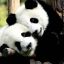 01-22_Se viene la temporada sexual del oso panda