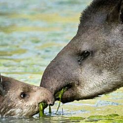 Su vida se ve amenazada todos los días por la gratitud de su carne y su piel gruesa, eximia para fabricar marroquinería. Y poco saber que el tapir es un verdadero jardinero ecológico. 