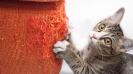 Los gatos tienen la necesidad de arañar para marcar territorio, liberar el estrés y al mismo tiempo afilar sus uñas.