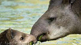 Apareció un tapir en peligro de extinción en el Parque Nacional Calilegua