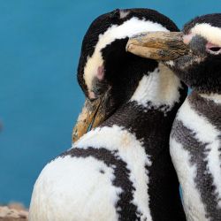 En la Argentina, más de un millón de parejas de pingüinos de Magallanes se encuentran en 71 colonias a lo largo de 4.500 kilómetros de la costa. 