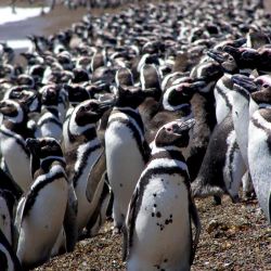 En la Argentina, más de un millón de parejas de pingüinos de Magallanes se encuentran en 71 colonias a lo largo de 4.500 kilómetros de la costa. 