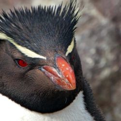 En la Argentina, más de un millón de parejas de pingüinos de Magallanes se encuentran en 71 colonias a lo largo de 4.500 kilómetros de la costa. 