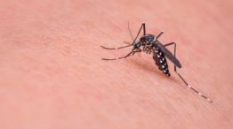 Dengue: cuáles son los síntomas y las recomendaciones para evitar contraer la enfermedad.