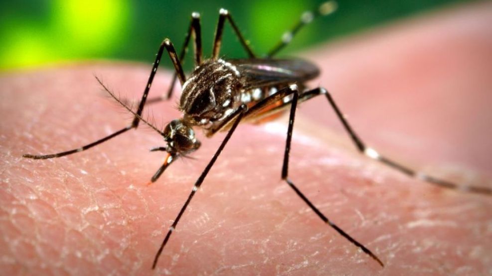 Qué diferencia hay entre los mosquitos que transmiten distintas enfermedades.   