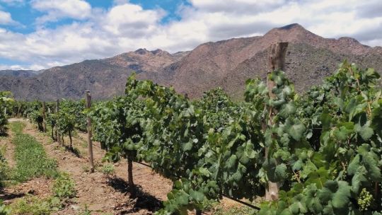 Verano: Cafayate y Tafí del Valle, vacaciones entre bodegas, experiencias únicas y vida en la naturaleza