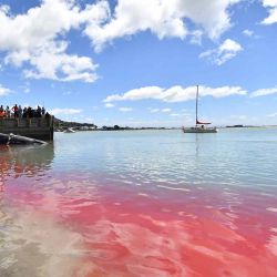 La sangre en el agua mientras los rescatistas recuperan el cadáver de una ballena de aleta varada en Christchurch. Foto de Sanka VIDANAGAMA / AFP  | Foto:AFP
