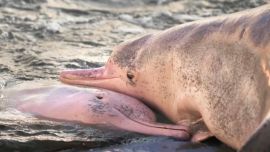 01-29_¿Cómo proceder ante un animal varado en la playa?