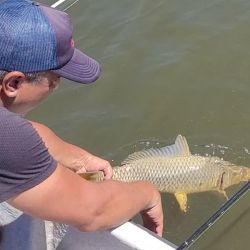 Las carpas tomaron maiz remojado en vainillín, previamente cebada la zona de pesca.