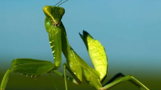 El extraño comportamiento sexual de las mantis