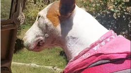 01-31_6 tips viajeros para mascotas que acompañan en la aventura