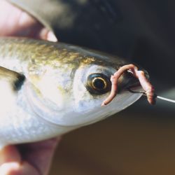 Enigmática pero apasionante, la lisa es una de las grandes atracciones del pescador deportivo. 