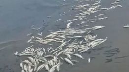 02-1_La ola de calor provocó una importante mortandad de peces en Cruz del Eje