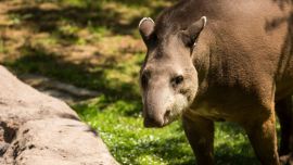 Quienes descansan en un verano más urbano pueden vivir la experiencia de pasar un día en un ecoparque y contribuir a la causa ecológica.